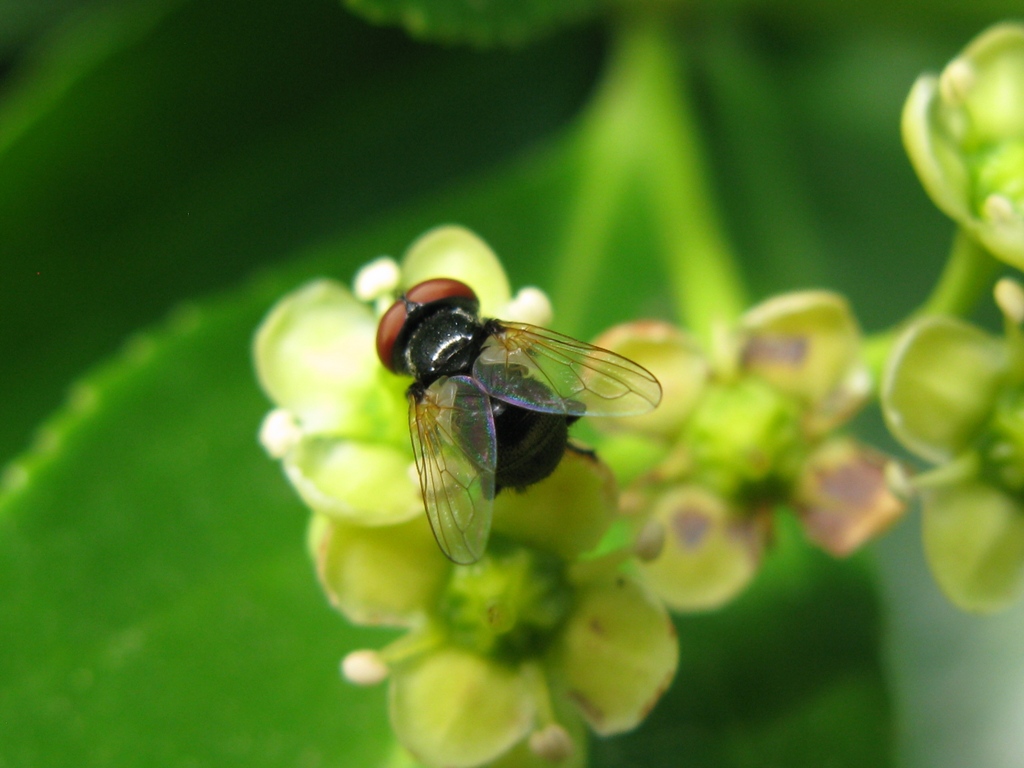 Phasia cfr obesa